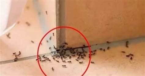 網上配眼鏡 家裡出現 小螞蟻
